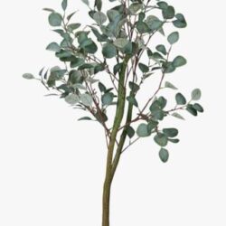 Eucalyptus tree viherkasvi vihreä